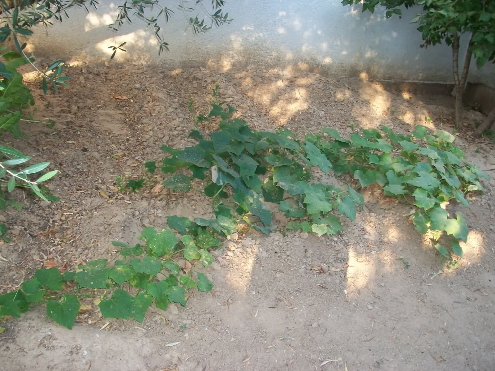 2qjx5c4.jpg