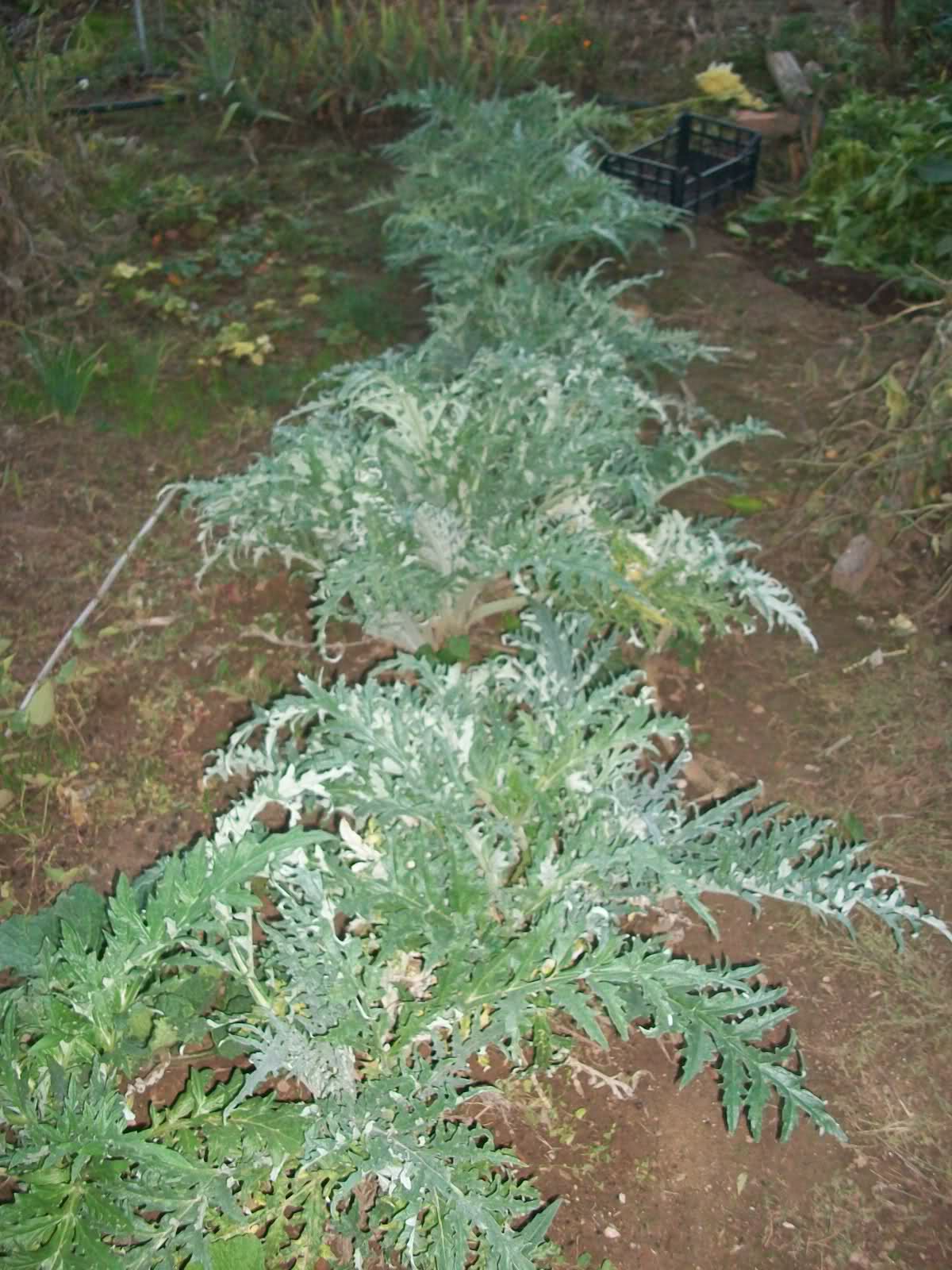 2qkl6vq.jpg