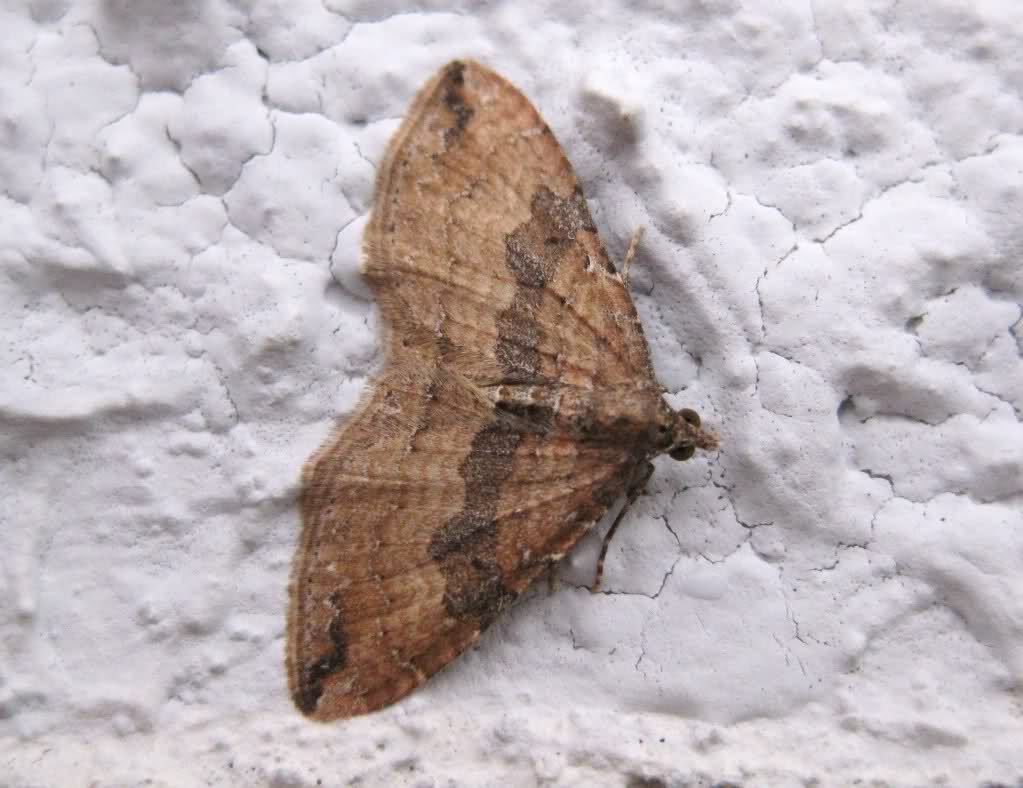 2qlwy7a.jpg