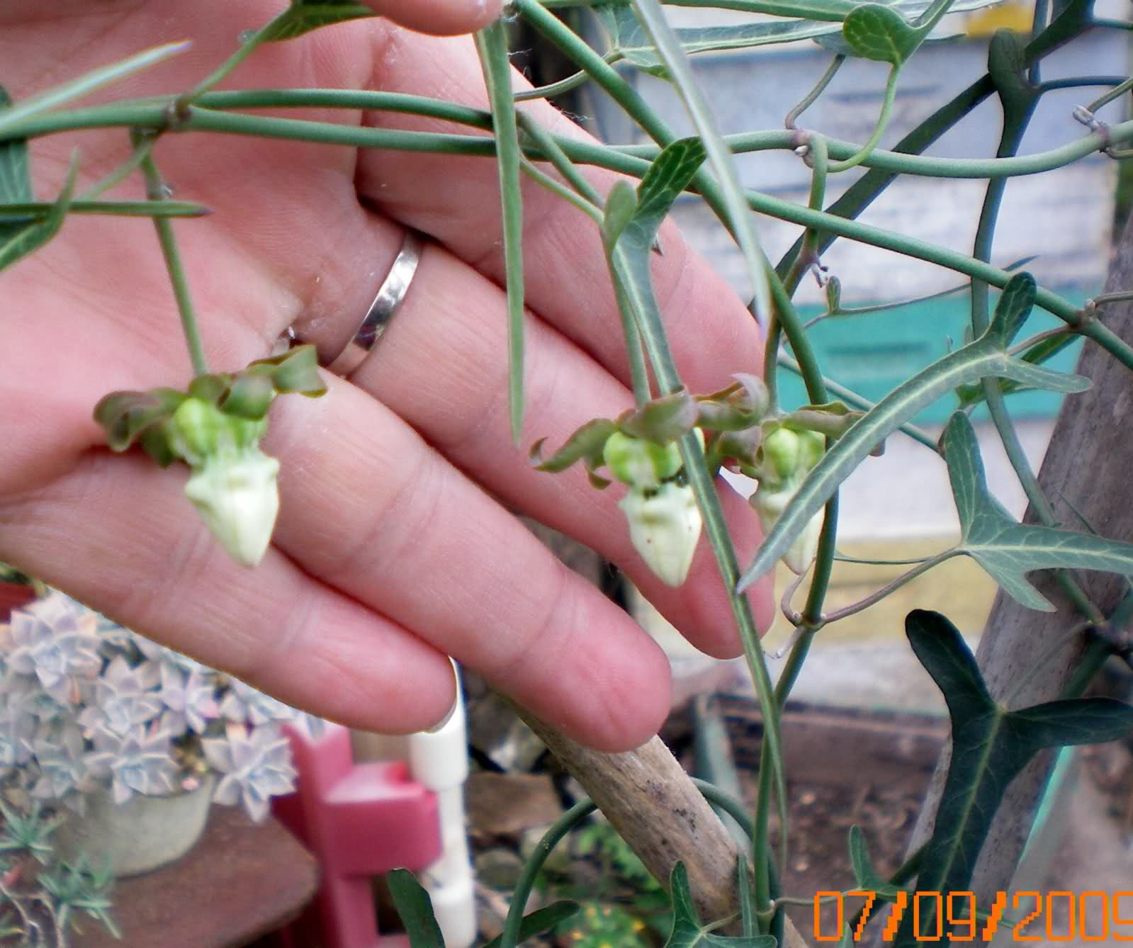 2rnzl14.jpg