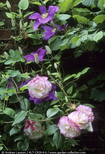 2rxb391.jpg