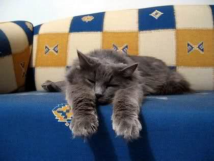 2s6pjlj.jpg