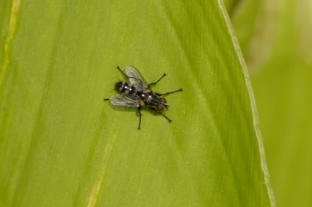 2s8677p.jpg