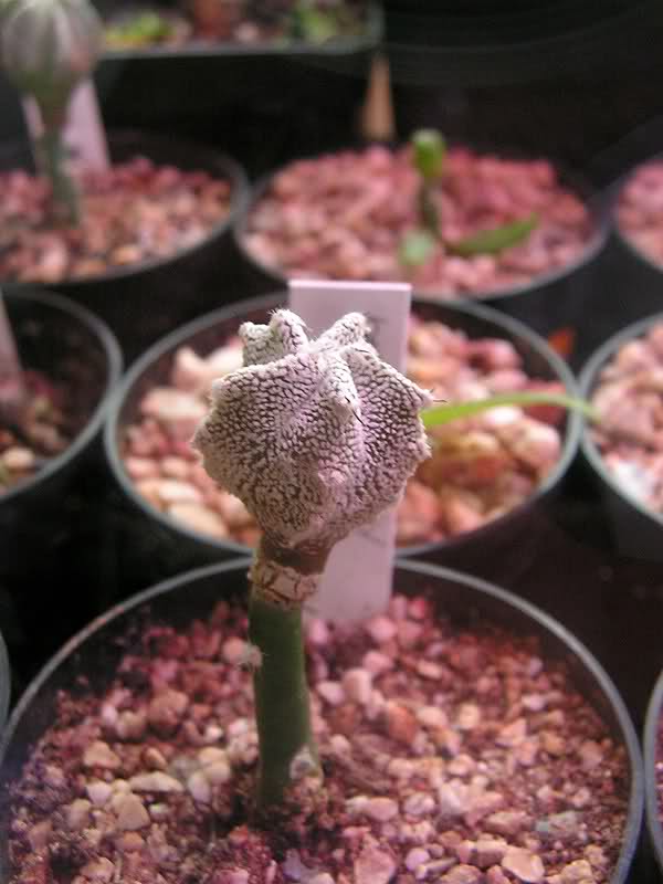 2up7n02.jpg