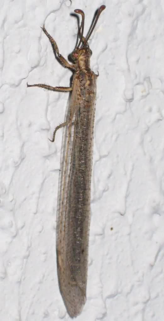 2wdv729.jpg