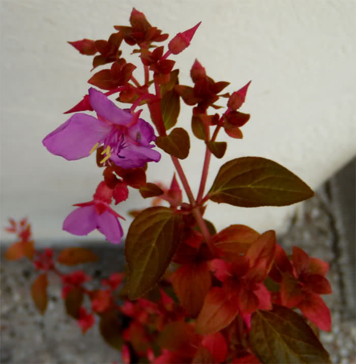 2wnr034.jpg