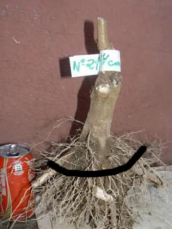 2zirix0.jpg