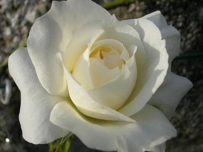 3%7E56.jpg