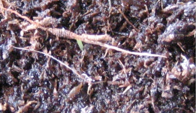 3%AA%20Semilla%20nepenthes%2028-1-06.JPG