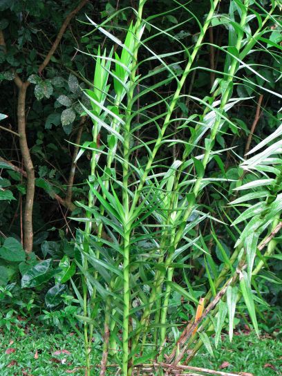 3-arundina-stems.jpg