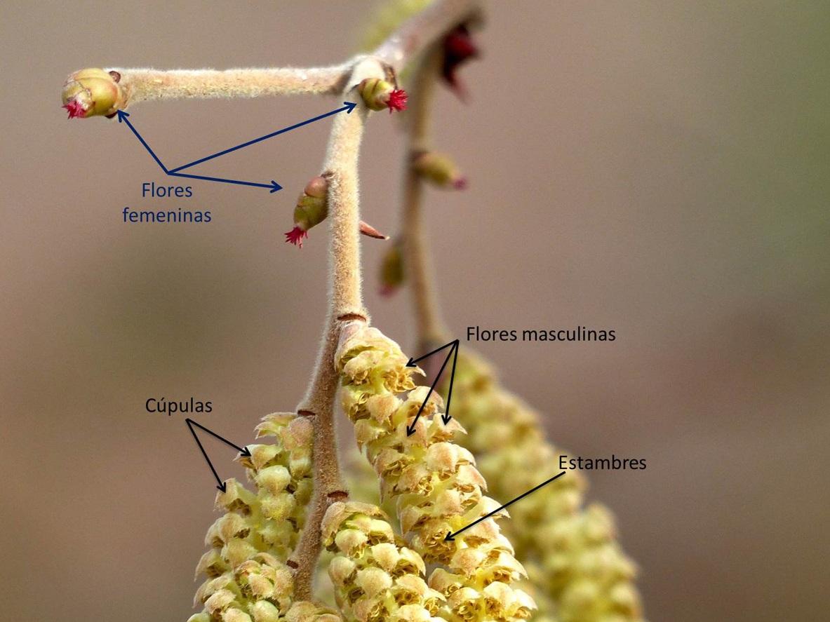 3-flores-1200.jpg