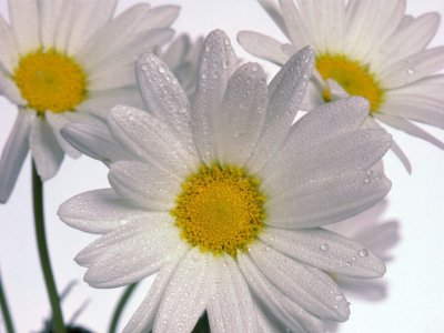 3-fondos-pantalla-margaritas.jpg