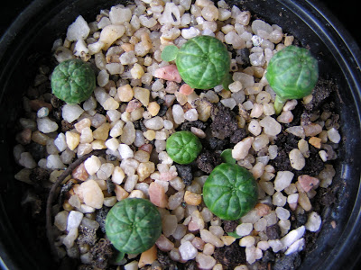 3+meses-+Euphorbia+obesa+(2).JPG