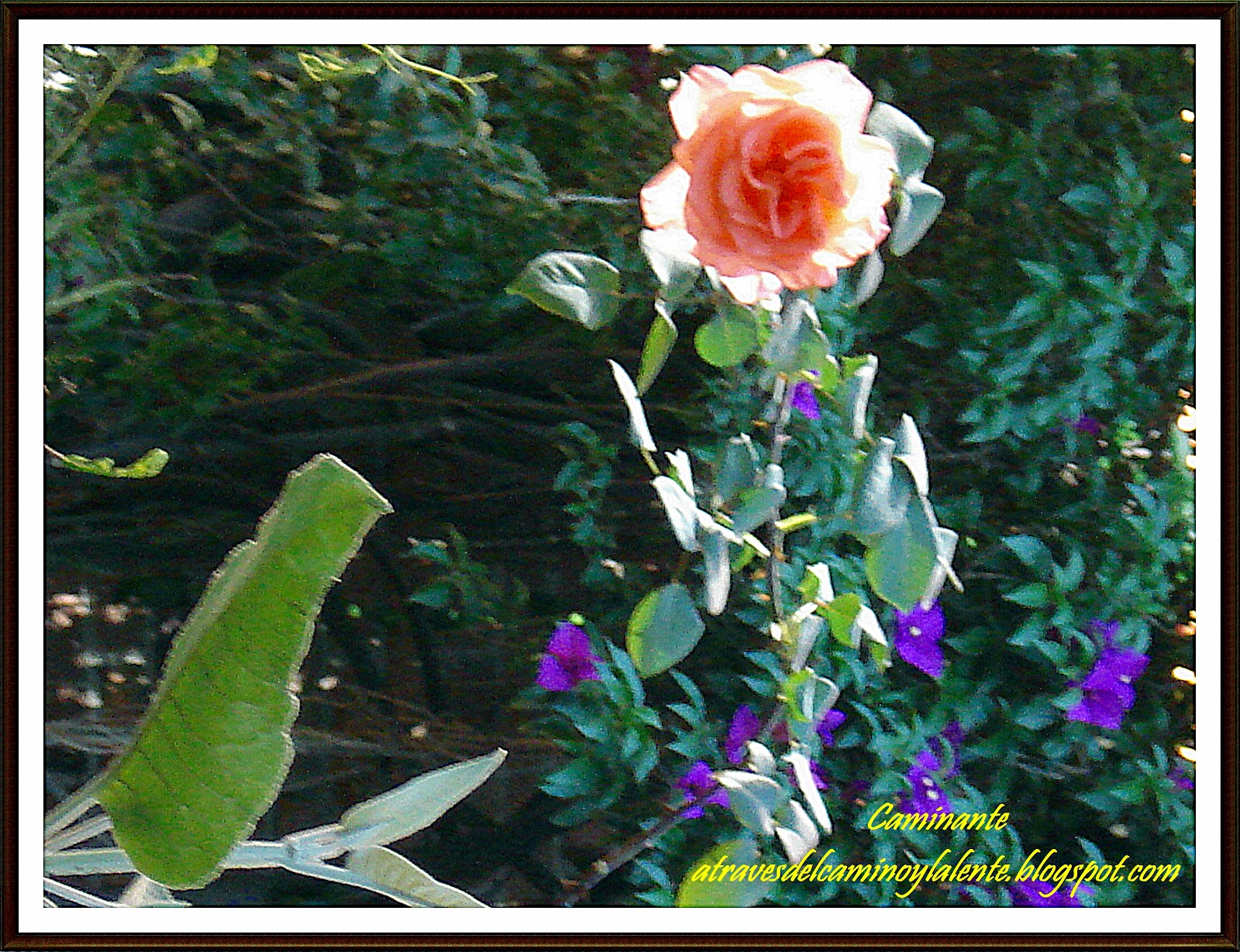 3+rosa+en+pedregal.JPG