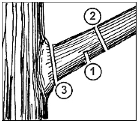 3-step-pruning-cut.jpg