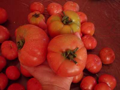 3 tomates colgar.JPG