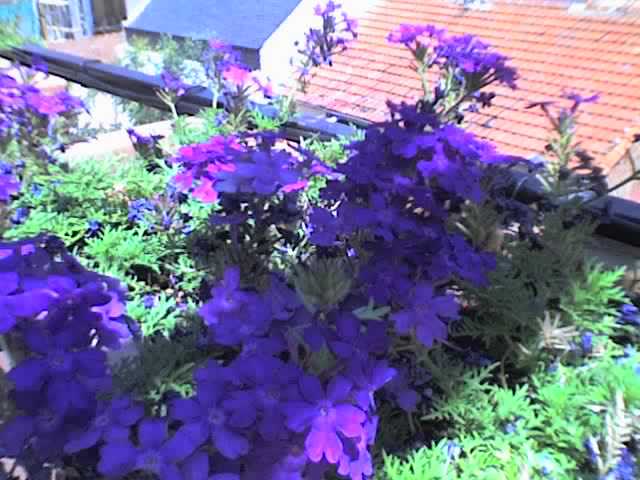 30-07-06_1317.jpg