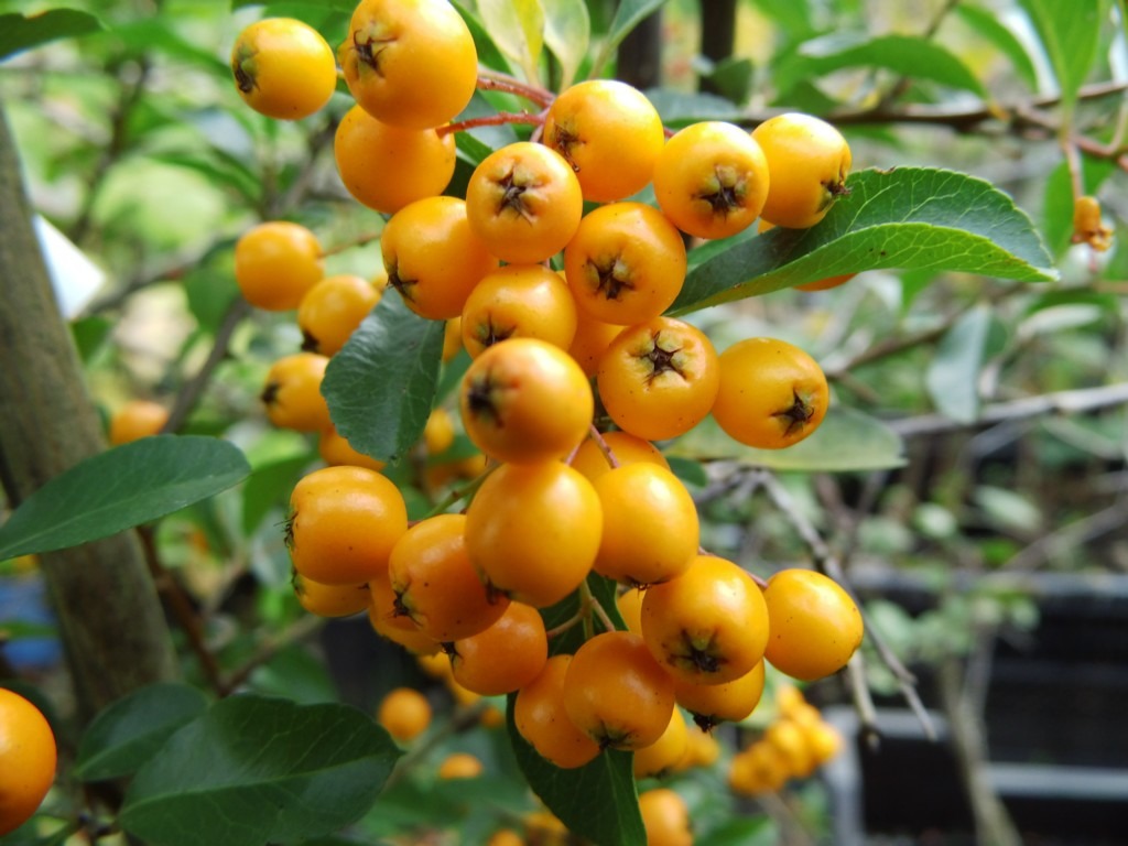 30-semillas-de-piracanta-sol-de-oro-cerco-vivo-o-bonsai-D_NQ_NP_808138-MLA29979796490_042019-F.jpg