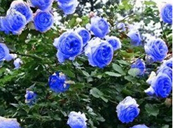 3000pcs-a-lot-Rare-font-b-Blue-b-font-font-b-Climbing-b-font-font-b.jpg