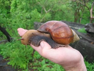 300611_caracolgiganteafricano.jpg