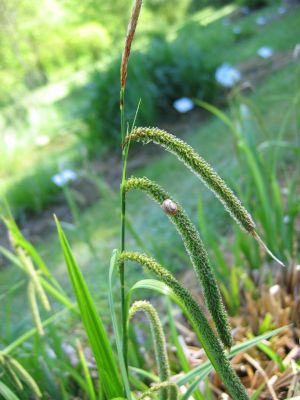 300px-Carex_pendula.jpe