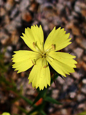 300px-Dianthus_knappi_003.JPG