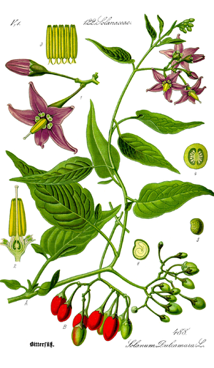 300px-Illustration_Solanum_dulcamara0_clean.png