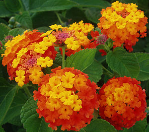 300px-Lantana_camara_bandera_espa%C3%B1ola.jpg