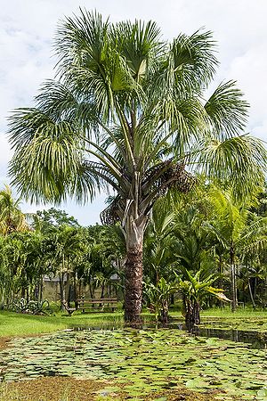 300px-Mauritia-flexuosa787657.jpg