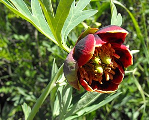 300px-Paeoniacalifornica.jpg