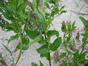 300px-Solanum_dulcamara.jpe