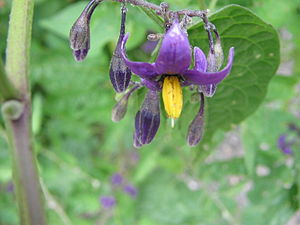 300px-Solanum_dulcamara_%282005_07_07%29.jpg