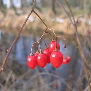 300px-Solanum_dulcamara_fruit.jpg