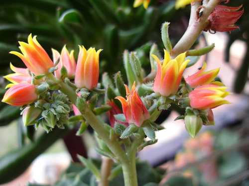 3022784645_5e27314c5d.jpg