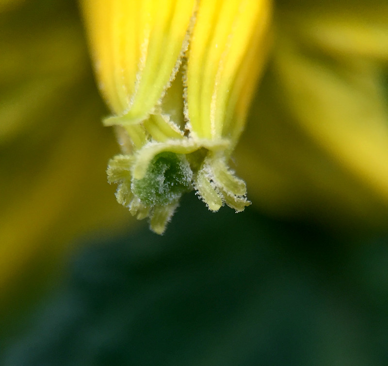 30275861200_f0d93183c7_c.jpg