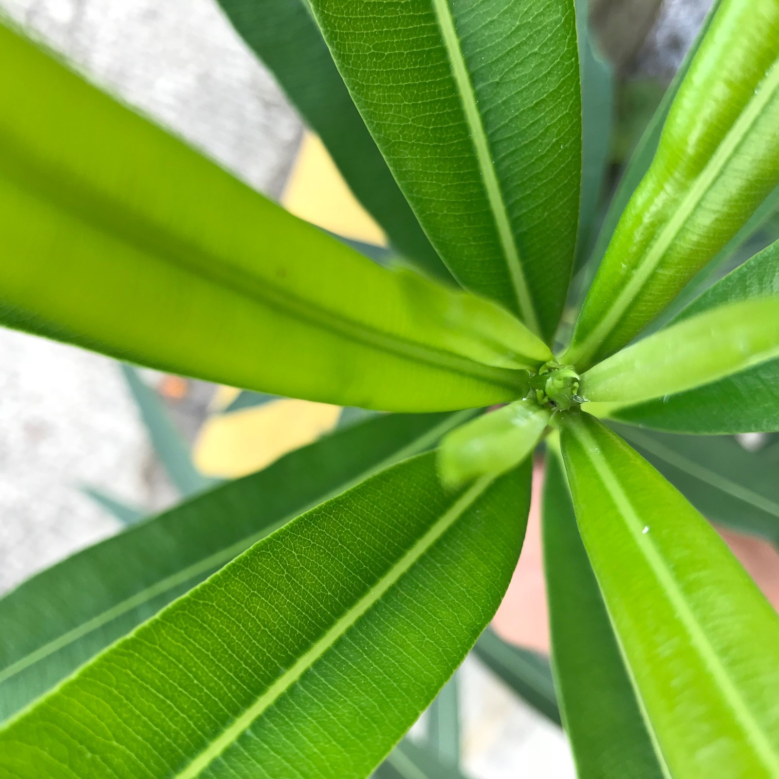 30689272748_19014a8f07_o.jpg