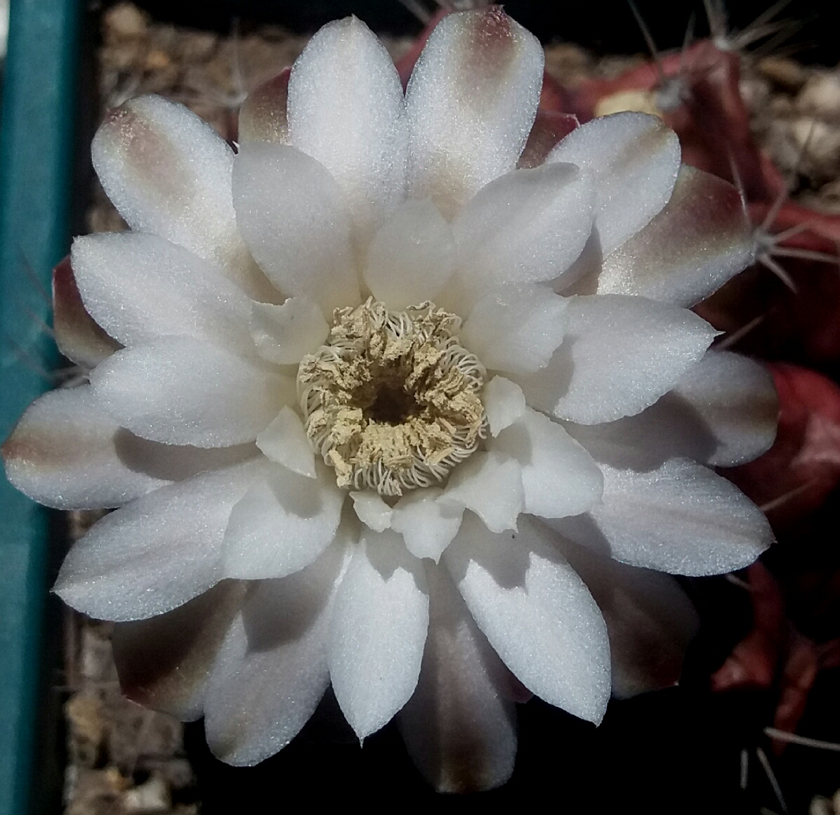 30982868657_6d587d6965_o.jpg