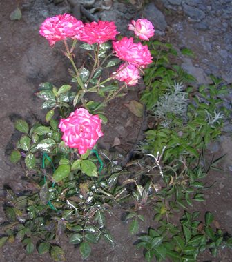 30_enero_07--_ma_ana_011.jpg