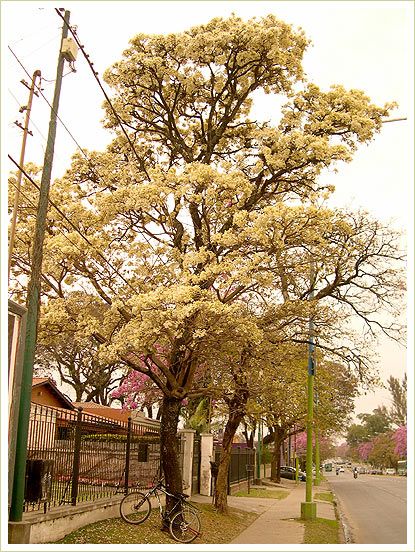 30i58_flores_lapacho_blanco_tucuman_mundoenbicicleta.jpg