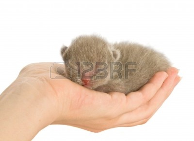 3102562-reci-n-nacidos-gatito-en-la-mano-aislado-en-fondo-blanco.jpg