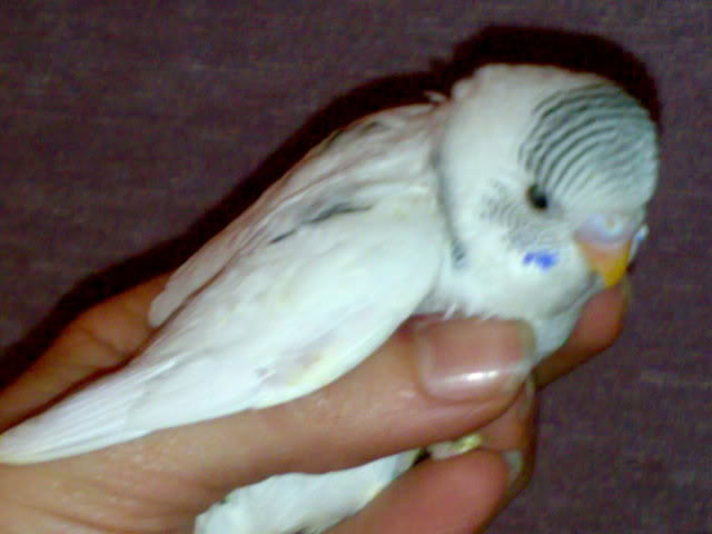 31032009158.jpg