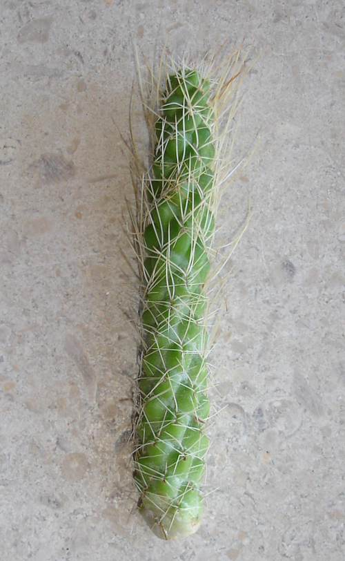 3115799019_79bc8b60e3_o.jpg
