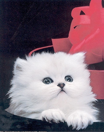 3117~White-Cat-I-Posters.jpg