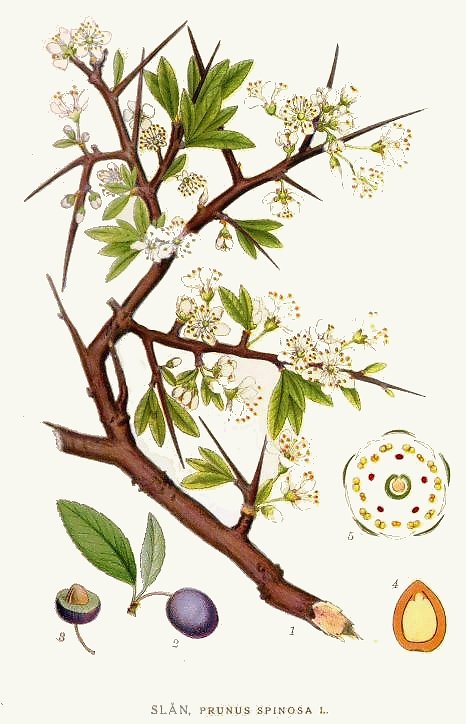 313_Prunus_spinosa.jpg
