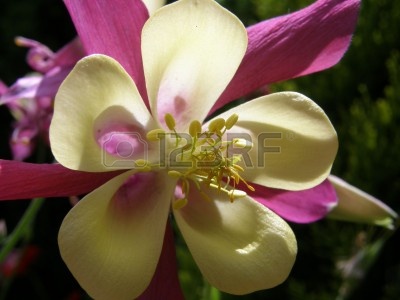3141327-aqulegia-flor.jpg