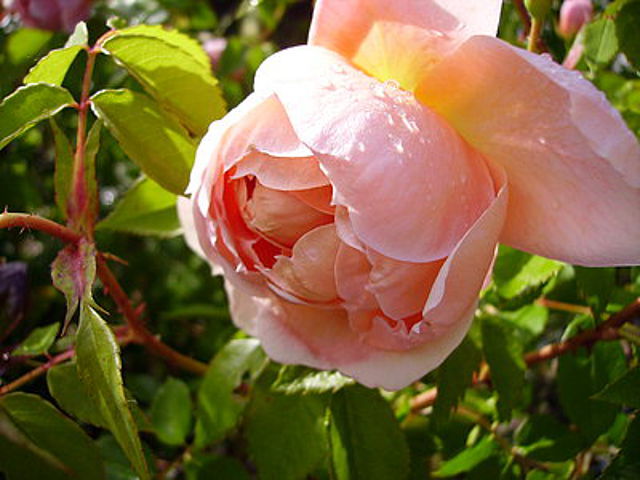 3164237b.jpg