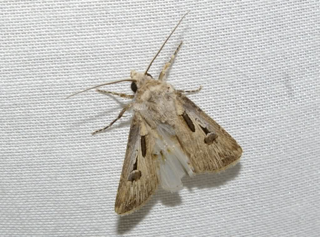 31787lk.jpg