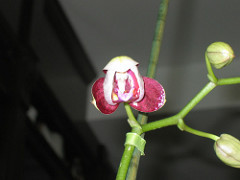 318830781_c0dbaeefbc_m.jpg