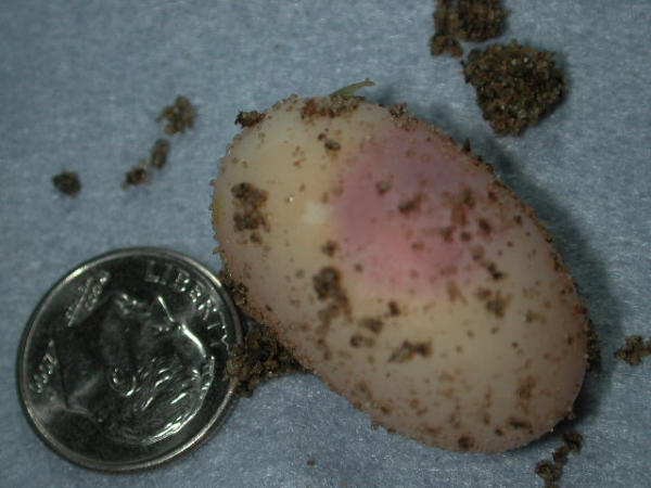 31986ugeryiegg-med.JPG