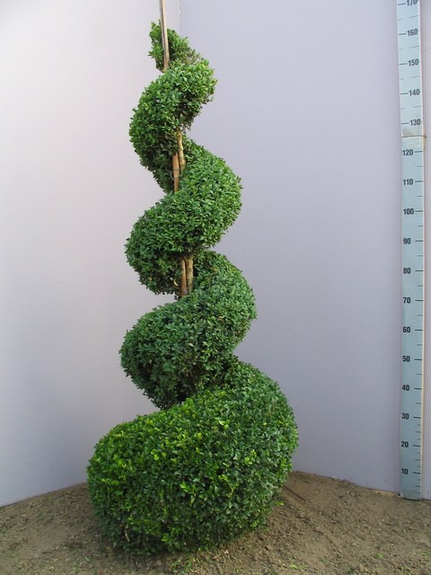 32%20Buxus%20sempervirens%20Spirale%20125-150cm.JPG